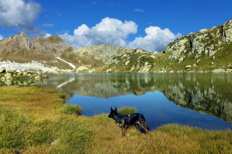 Fare trekking con il cane: i consigli utili 
